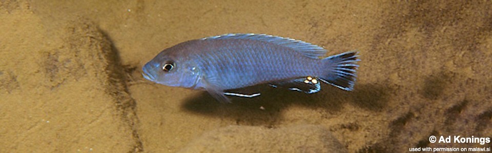 Pseudotropheus sp. 'perspicax tanzania' Undu Reef