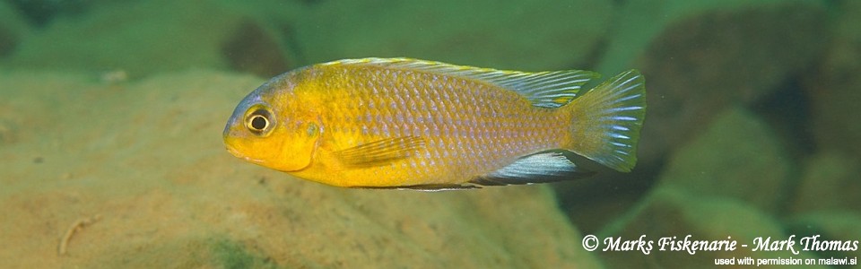 Tropheops sp. 'yellow chin' Undu Reef