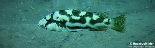 Nimbochromis livingstonii 'Usisya'.jpg