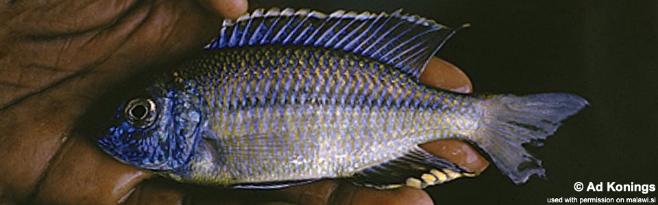 Nyassachromis serenus 'Yofu Bay'