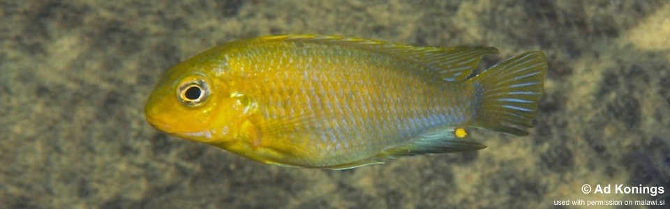 Tropheops sp. 'yellow chin' Yofu Bay