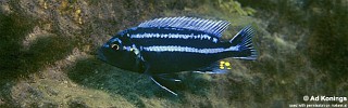 Melanochromis heterochromis 'Zimbawe Rock'.jpg