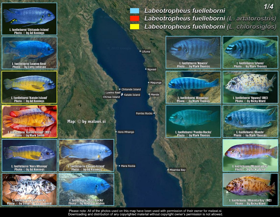 Labeotropheus fuelleborni (1/4)