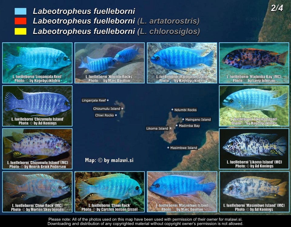 Labeotropheus fuelleborni (2/4)