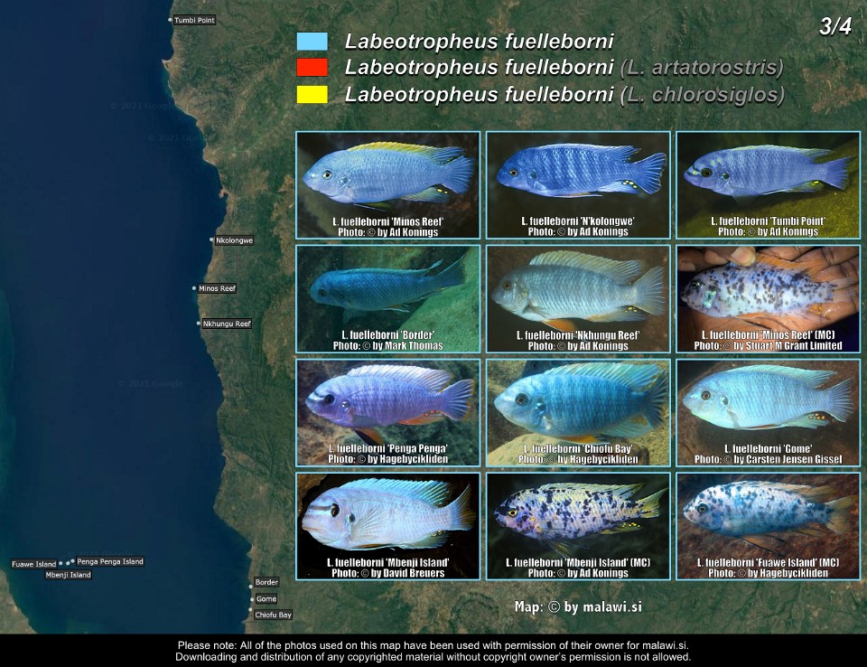 Labeotropheus fuelleborni (3/4)