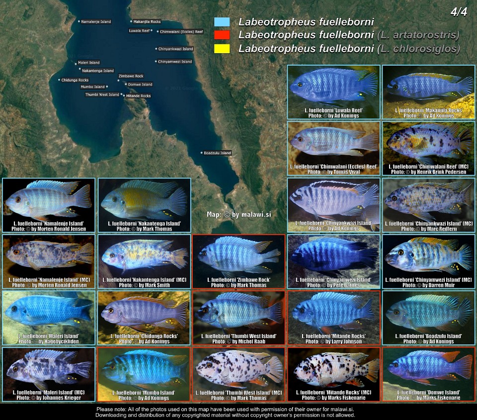 Labeotropheus fuelleborni (4/4)