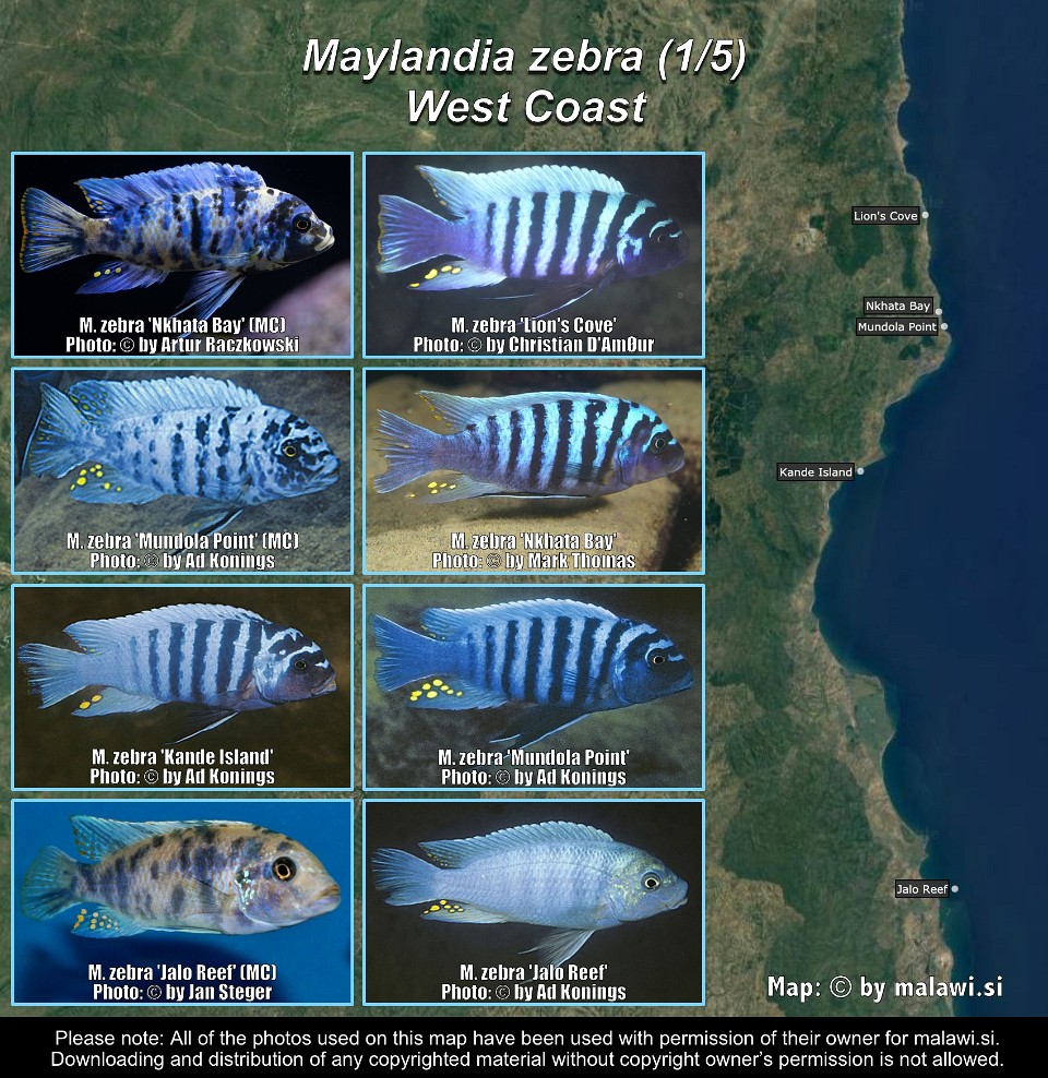 Maylandia zebra (1/5)<br>West Coast