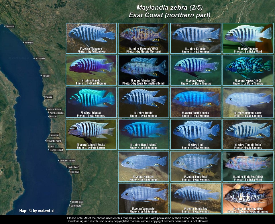 Maylandia zebra (2/5)<br>East Coast (northern part)