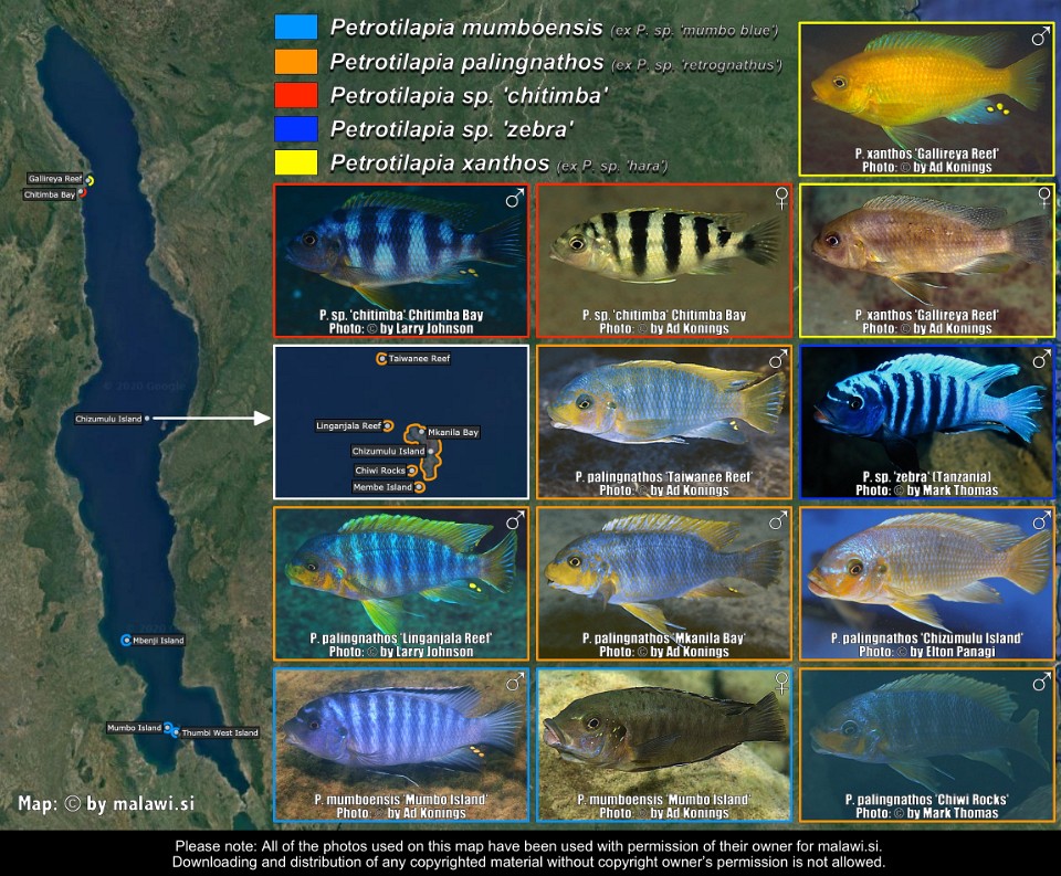 Miscellaneous Petrotilapia