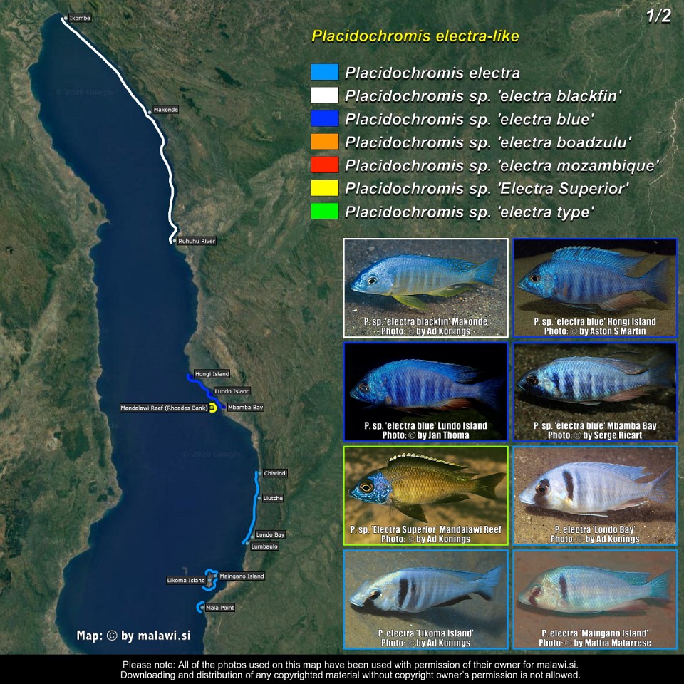 Placidochromis electra-like (1/2)