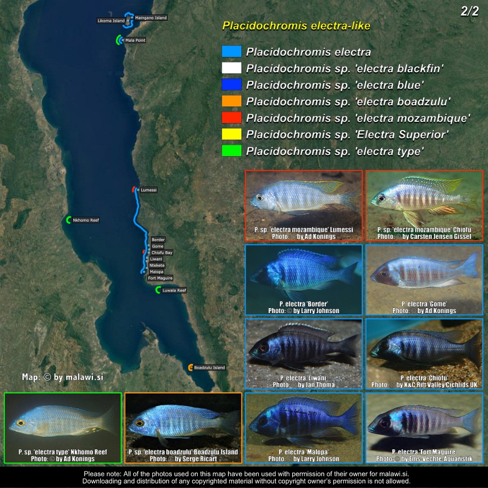 Placidochromis electra-like (2/2)