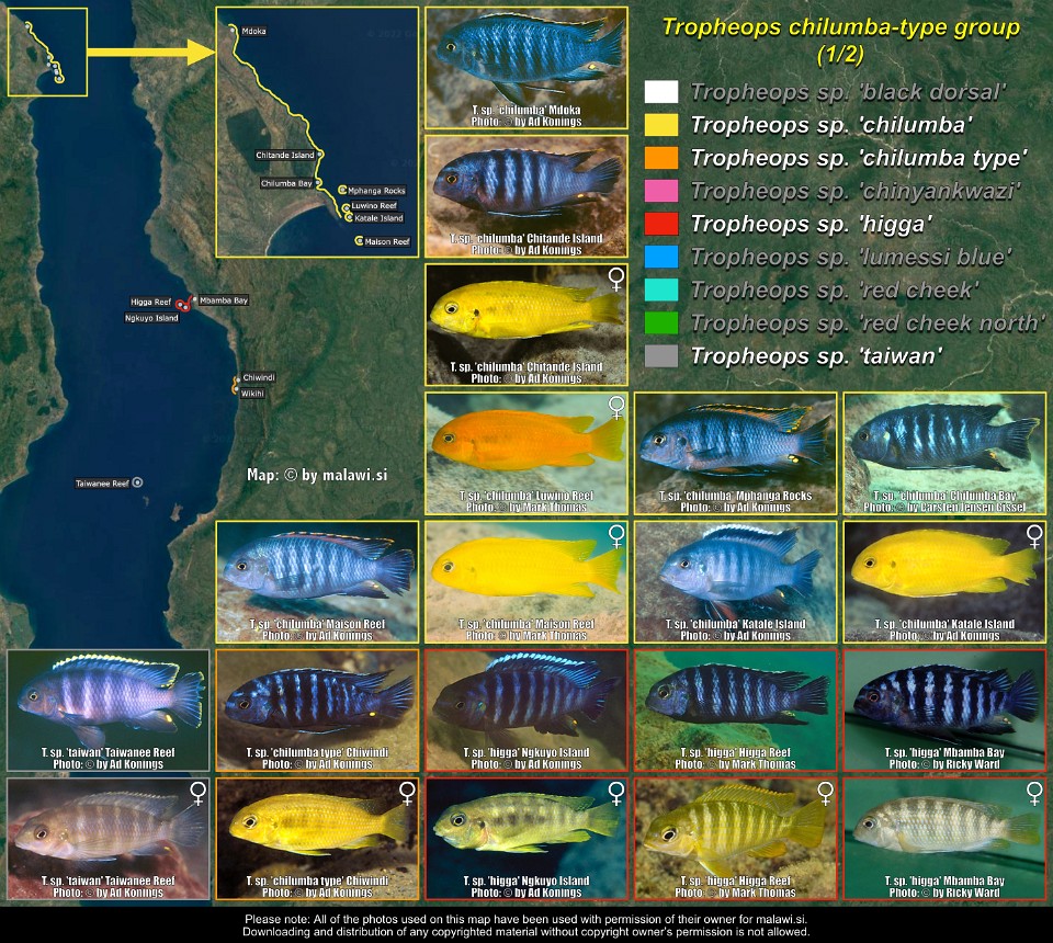 Tropheops chilumba-type (1/2)