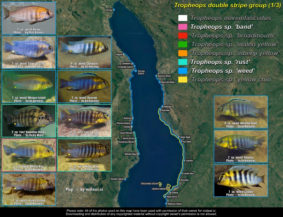 Tropheops double stripe group (1/3)