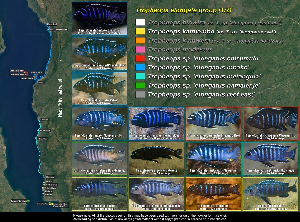 Tropheops elongate group (1/2)