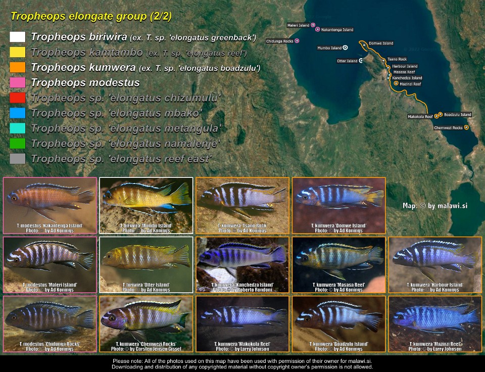 Tropheops elongate group (2/2)