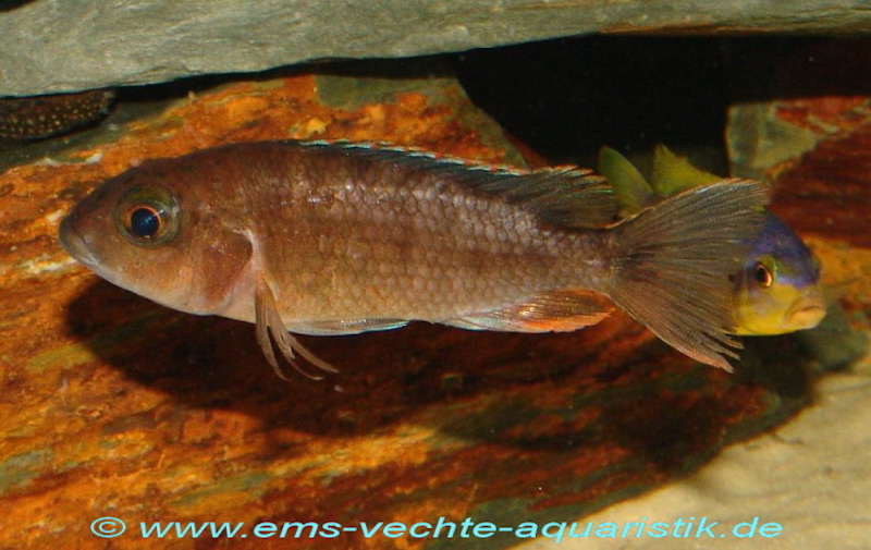 Aulonocara jacobfreibergi 'Otter Point'; Malawi Butterfly