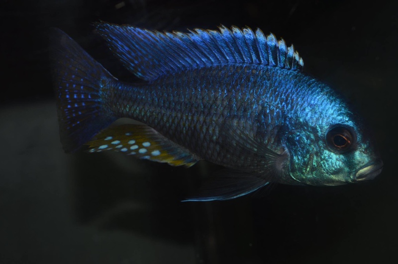 Chilotilapia rhoadesii (unknown locality)