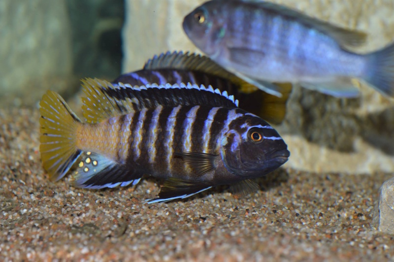 Chindongo sp. 'elongatus masimbwe' (unknown locality)