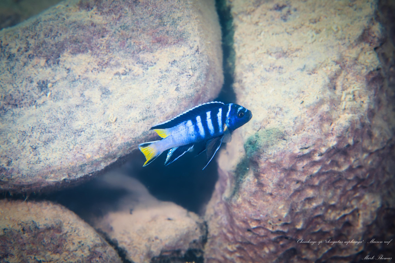 Chindongo sp. 'elongatus mphanga' Maison Reef