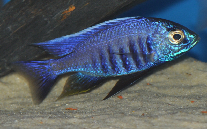 Copadichromis azureus 'Mbenji Island'