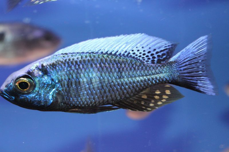 Copadichromis chrysonotus (unknown locality)