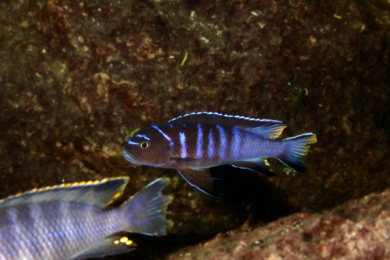 Cynotilapia chilundu 'Taiwanee Reef'; Cynotilapia sp. 'elongatus taiwan'