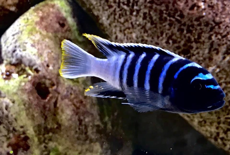 Cynotilapia sp. 'zebra deep' Three Peaks Reef