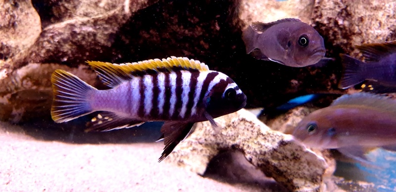 Cynotilapia zebroides 'Likoma Island'