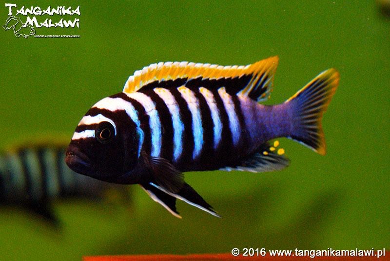 Cynotilapia zebroides 'Likoma Island'