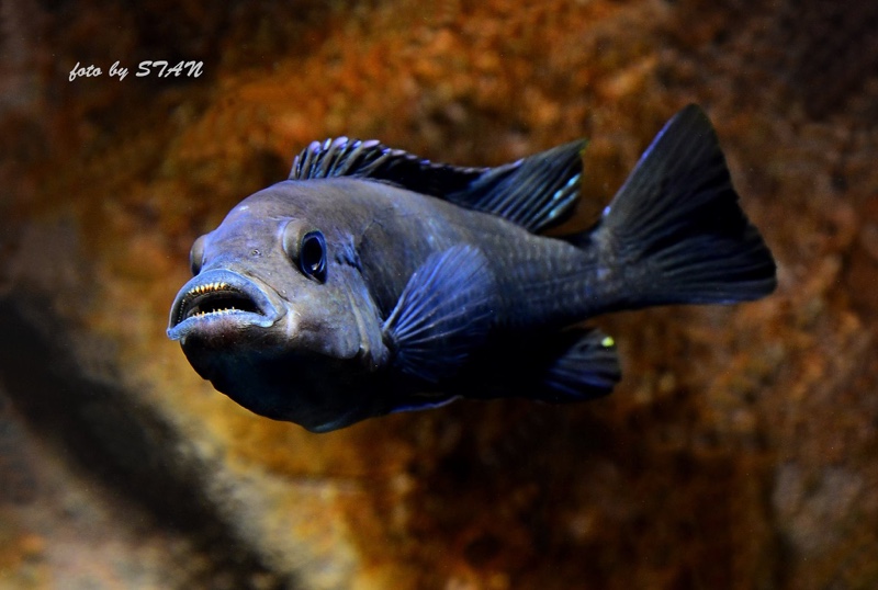 Cynotilapia zebroides 'Likoma Island'