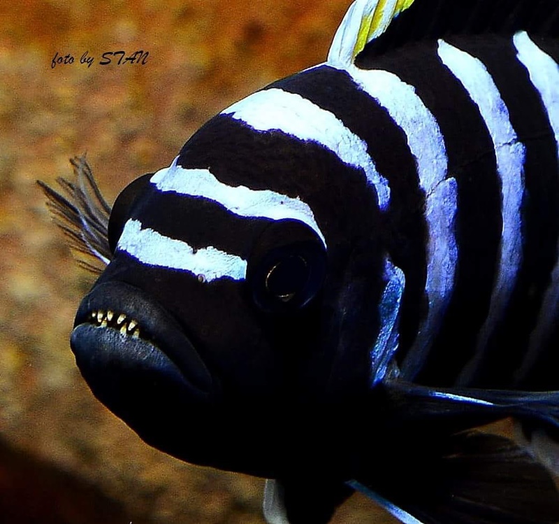 Cynotilapia zebroides 'Likoma Island'