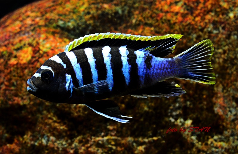 Cynotilapia zebroides 'Likoma Island'