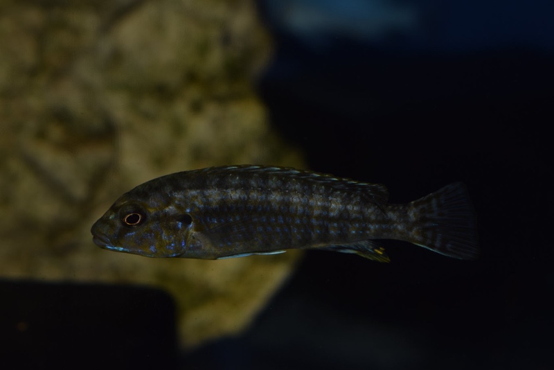 Labidochromis flavigulis 'Chizumulu Island'