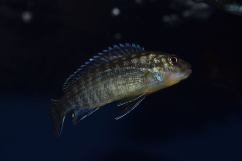 Labidochromis flavigulis 'Chizumulu Island'