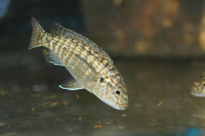 Labidochromis flavigulis 'Machili Island'