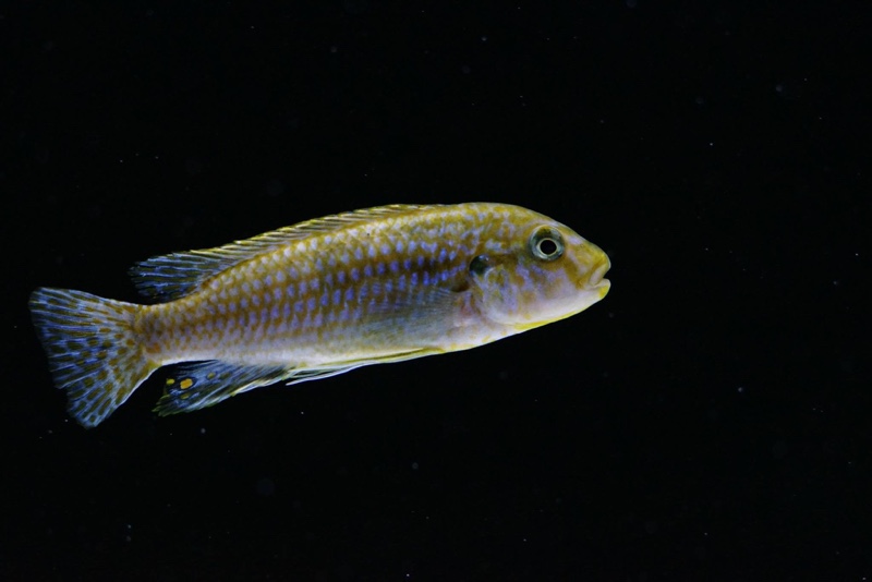 Labidochromis flavigulis 'Machili Island'