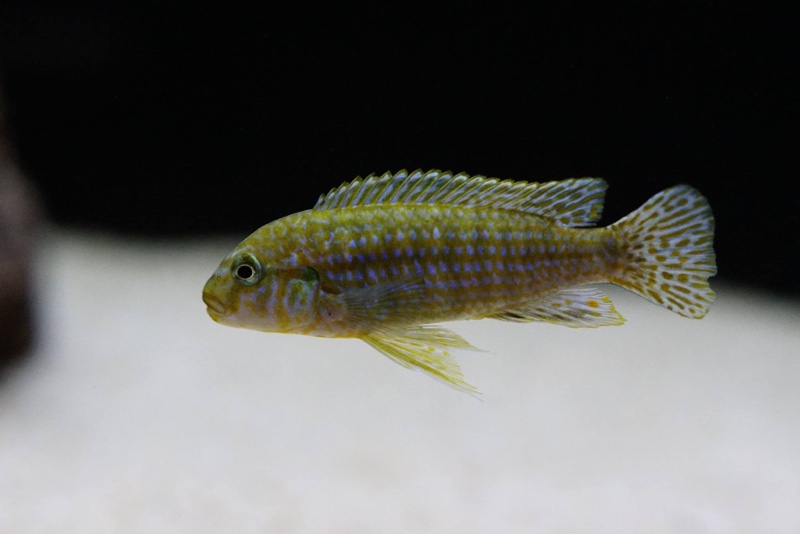 Labidochromis flavigulis 'Machili Island'