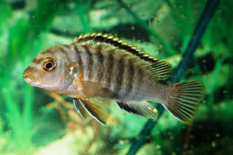 Labidochromis maculicauda 'Puulu'