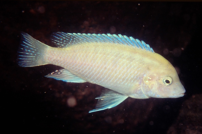 Labidochromis mylodon 'Thumbi West Island'