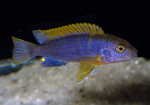 Labidochromis sp. 'hongi' Hongi Island