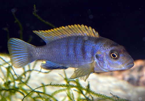 Labidochromis sp. 'hongi' Hongi Island