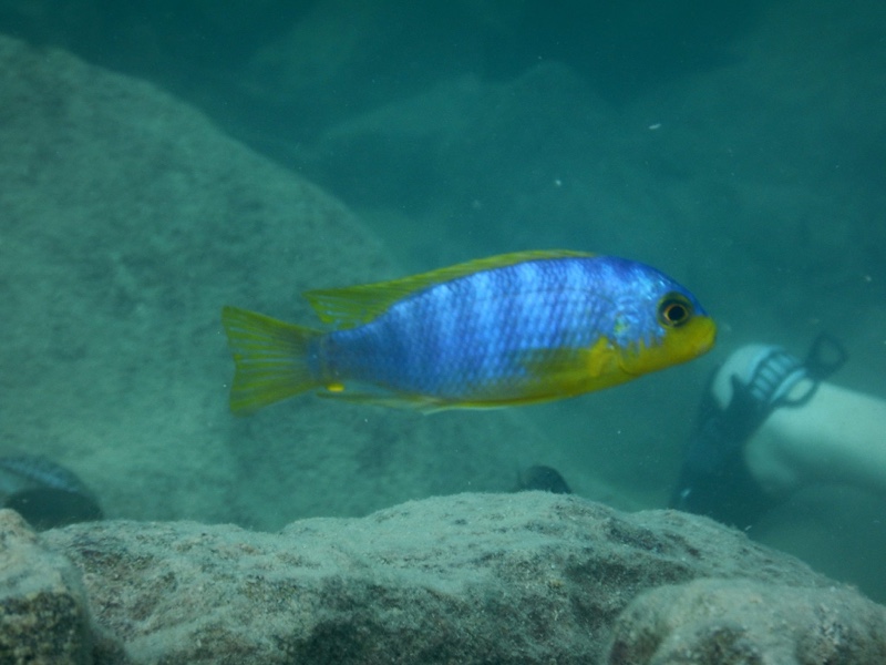 Maylandia aurora 'Thumbi West Island'; Metriaclima aurora 'Thumbi West ...