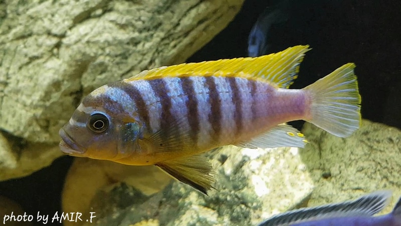 Maylandia fainzilberi 'Lundo Island'; Metriaclima fainzilberi 'Lundo ...