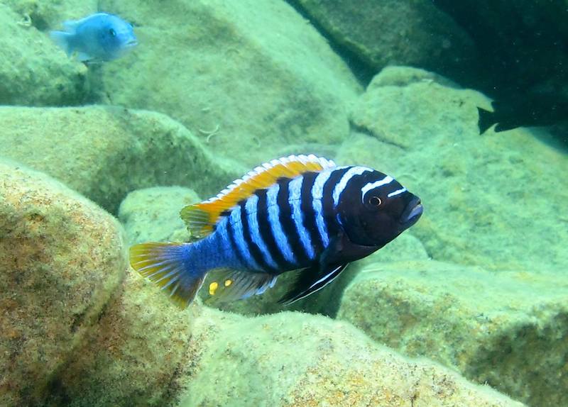 Maylandia pyrsonotos 'Nakantenga Island'; Metriaclima pyrsonotos ...