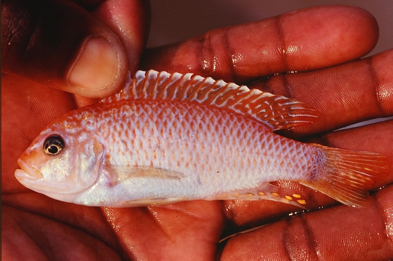 Maylandia pyrsonotos 'Nakantenga Island'; Metriaclima pyrsonotos ...