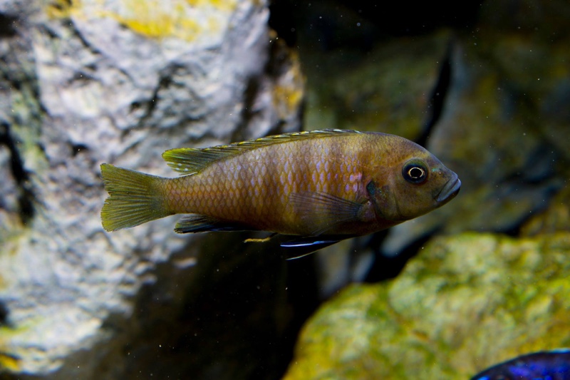 Maylandia sp. 'zebra gold' Kawanga; Metriaclima sp. 'zebra gold' Kawanga