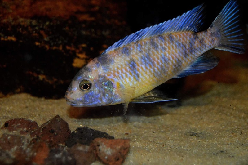 Maylandia sp. 'zebra gold' Mundola Point; Metriaclima sp. 'zebra gold ...