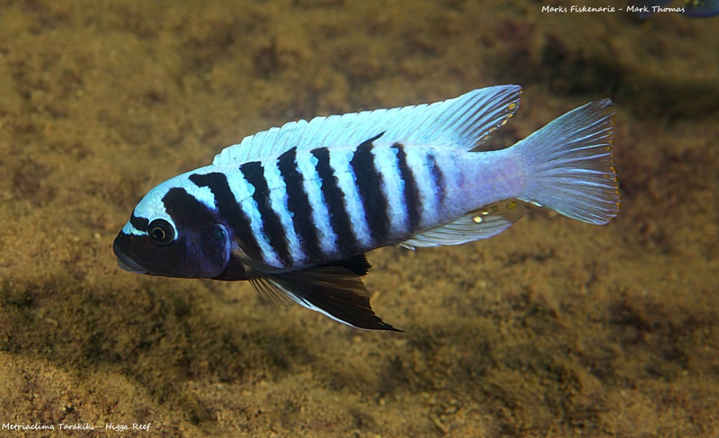 Maylandia tarakiki 'Higga Reef'; Metriaclima tarakiki 'Higga Reef'