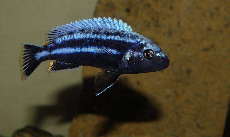 Melanochromis heterochromis 'Chinyankwazi Island'