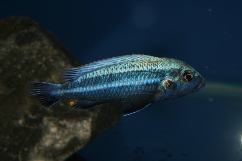 Melanochromis heterochromis (unknown locality)